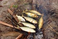 Grilling fish on campfire