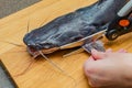 Before grilling, the restaurant chef cuts off the fins and tail of African catfish. Royalty Free Stock Photo