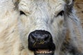 Grim cow with black muzzle and white fur. Angry looking bull chewing the cud. Angry cow bull face to face right into the camera .