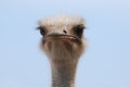 Grim Looking Ostrich With His Feathers Standing Up Royalty Free Stock Photo