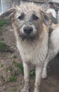 grimy dog smeared in the ground looking in profile