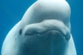 Grin on the Face of a Beluga Whale Underwater Royalty Free Stock Photo