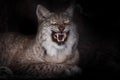 The grin of a lynx cat sitting in the dark, bared fangs on a black background Royalty Free Stock Photo