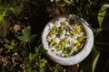 Grind the chamomile flowers in a mortar. Close-up of white flowers. A bunch of chamomile collected in a bowl