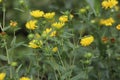 Grindelia robusta. Great valley gumweed, yellow flowers. Royalty Free Stock Photo