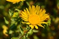 Grindelia squarrosa Royalty Free Stock Photo