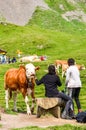 Grindelwald, Switzerland - August 16, 2019: African American people touching and feeding cows on the green meadows in the Swiss Royalty Free Stock Photo