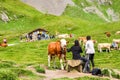 Grindelwald, Switzerland - August 16, 2019: People touching and feeding cows on the green meadows in the Swiss Alps. Cattle around Royalty Free Stock Photo