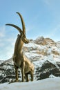 Statue of Steinbock in Grindelwald, Switzerland