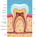 Grinder tooth, gum, scull structure cross section