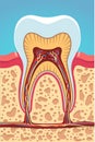 Grinder tooth, gum, scull structure cross section