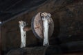 a grinding circle on the bones of an ancient tool made from bone