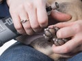 Grinding dogs toenails Royalty Free Stock Photo