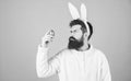 Grinning bearded man wear silly bunny ears. Easter symbol concept. Hipster cute bunny long ears blue background. Easter