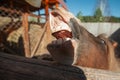 Grinning horse mouth and teeth Royalty Free Stock Photo