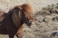 Grinning Icelandic Horse in Iceland Royalty Free Stock Photo