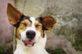 Grinning laughing dog with closed eyes lying in natural garden Royalty Free Stock Photo