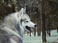 Angry gray wolf in winter forest Royalty Free Stock Photo