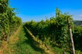 Grinzane Cavour, Piedmont, Italy. July 2018. At the foot of the castle all around heavenly views of the vineyards Royalty Free Stock Photo