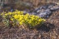 Yellow little flower wild Sedum acre as background Royalty Free Stock Photo