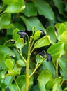 Griselinia littoralis aka Kapuka, New Zealand broadleaf or Papauma. Hedge plant. Black leaf tips probably due to frost Royalty Free Stock Photo