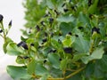 Griselinia littoralis aka Kapuka, New Zealand broadleaf or Papauma. Hedge plant. Black leaf tips probably due to frost Royalty Free Stock Photo