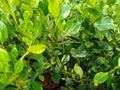Griselinia littoralis `Green Horizon` with Dragonfly