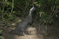 Grison, Huron or bushdog, Galictis vittata Royalty Free Stock Photo