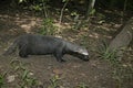 Grison, Huron or bushdog, Galictis vittata Royalty Free Stock Photo