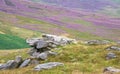 Gritstone rock and swathes of heather. Royalty Free Stock Photo