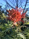 Grivelleas Australian Native Flower