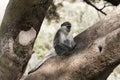 Grivet monkey, Chlorocebus aethiops, on a tree, in Ethiopia Royalty Free Stock Photo
