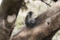 Grivet monkey, Chlorocebus aethiops, on a tree, in Ethiopia Royalty Free Stock Photo