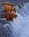 Grizly Bear at Alaska Royalty Free Stock Photo