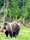 Grizzle bears