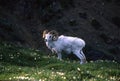 Grizzled Dall Sheep in a Mountain Meadow Royalty Free Stock Photo