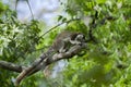 Grizzled giant squirrel in Minneriya, Sri Lanka