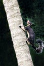 Grizzled giant squirrel, Ratufa macroura