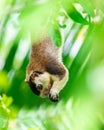 grizzled giant squirrel (Ratufa macroura) hanging down from a branch and holding a fruit in both hands