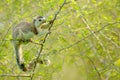 Grizzled giant squirrel, Ratufa macroura, in the nature habitat. Big squirrel sitting on thorny shrub. Beautiful fur coat animal f