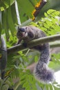 Grizzled Giant Squirrel Ratufa