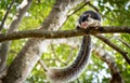 Grizzled Giant Squirrel Royalty Free Stock Photo