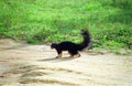 Grizzled giant squirrel, Yala West National Park, Sri Lanka