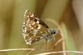 Grizzled skipper, Royalty Free Stock Photo