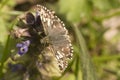 Grizzled Skipper Butterfly Royalty Free Stock Photo