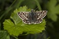 Grizzled Skipper butterfly Royalty Free Stock Photo