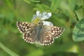 Grizzled skipper upperside Royalty Free Stock Photo
