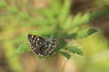 Grizzled skipper butterfly Royalty Free Stock Photo