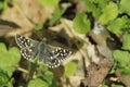 Grizzled skipper butterfly Royalty Free Stock Photo