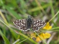Grizzled Skipper butterfly Pyrgus malvae basking Royalty Free Stock Photo